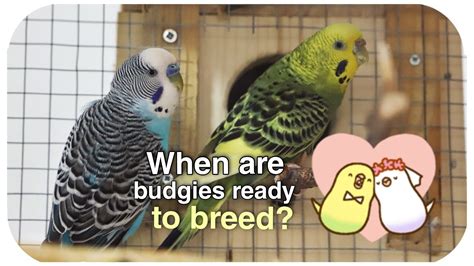 When Are Budgies Ready To Breed In 2023 Budgies Breeding Budgies Breeds