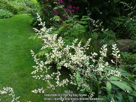 Plant Id Forum Tall Perennial With Small White Flowers