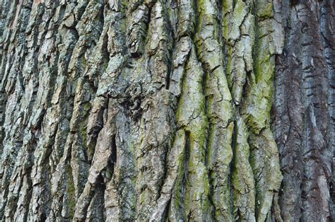 Bark Tree Texture Free Stock Photo Freeimages