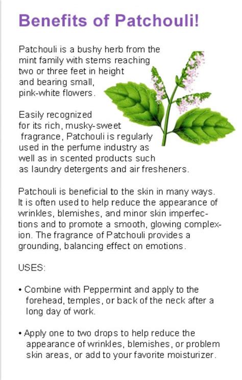 Benefits Of Patchouli Essential Oil Patchouli Is A Bushy Herb From The