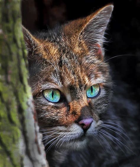 266 Best Highland Tiger Scottish Wildcat Images On Pinterest Big