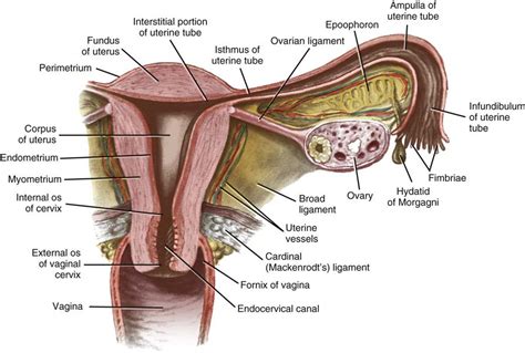 Gynecologic Anatomy