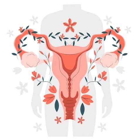Free Vector Female Reproductive System Concept Illustration