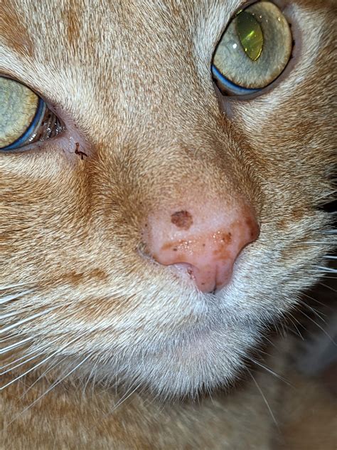 Strange Bump Appeared On Our Cats Nose In Less Than A Day Looking For