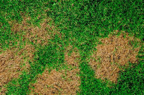 How to Get Rid of Brown Patch Grass Fungus