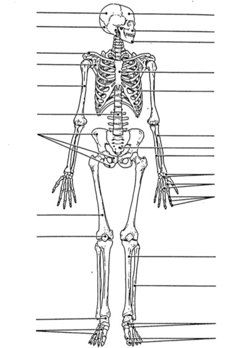 Skeletal System Label Diagram Quizlet