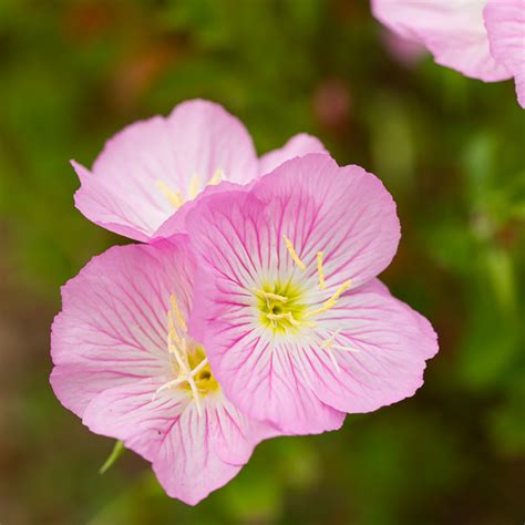 Pink Evening Primrose Garden Tuesday