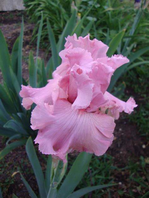 Irises Forum A Perfect Pink Iris