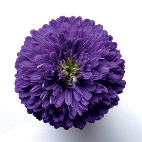 Welcome To Clesen Wholesale Aster Purple