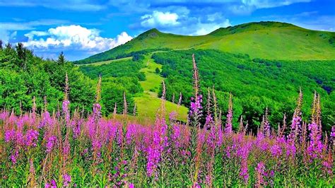Purple Flowers Field In Greenery Mountains Background Under Blue Cloudy
