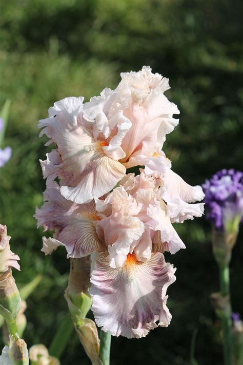 Photo Of The Bloom Of Tall Bearded Iris Iris Amorous Heart Posted