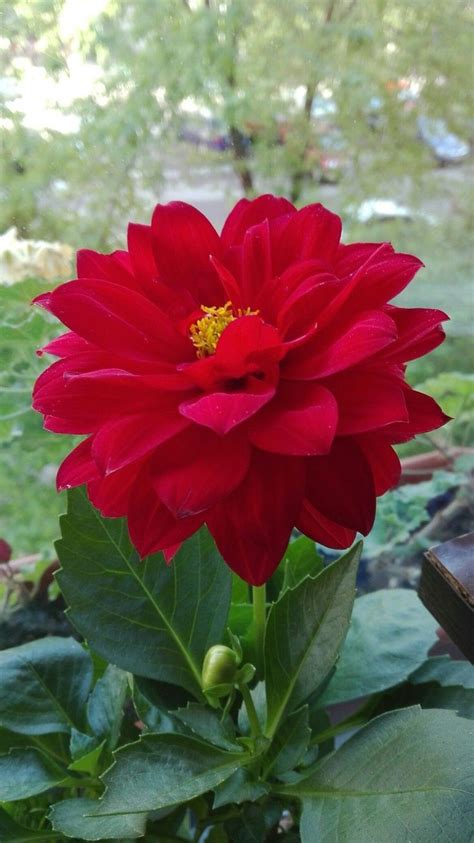 A Large Red Flower Sitting On Top Of A Lush Green Field