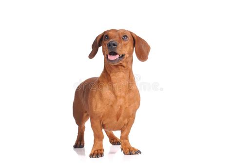 Brown Dachshund Dog Isolated Over White Background Stock Photo Image