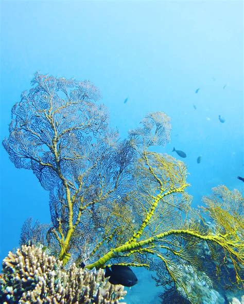 Gambar Ilustrasi Biota Laut Iluszi