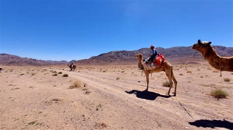 Trek Through Egypts Sinai Desert Much Better Adventures