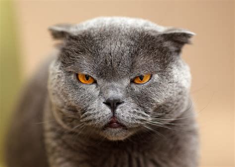 Scottish Fold Cat Breed Information And Personality Pawesome Cats