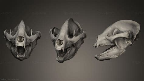 Anatomy Of Skeletons And Skulls Giant Panda Antm0020 3d Stl Model