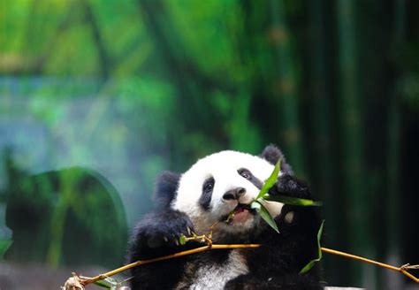 Unos Cachorros De Panda Chinos Pronosticarán Los Resultados Del Mundial