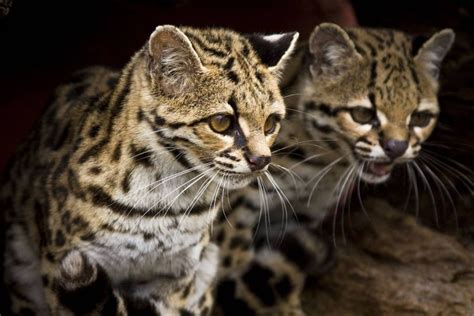 Margay Bioparque Mbopicuá Gallery In 2023 Cat Breeds Wild Cats