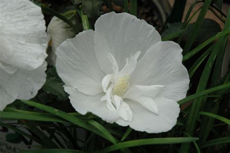 White Chiffon® Rose Of Sharon Hibiscus Syriacus Notwoodtwo In