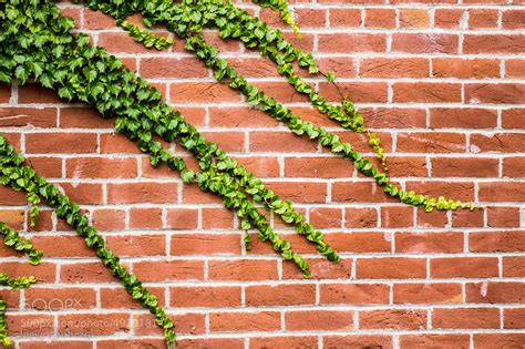Brick Wall And Vines By Jamie Sobczyk 500px