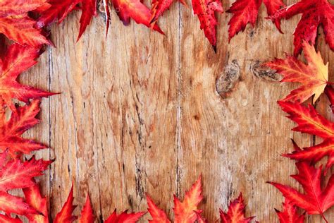 Autumn Leaf Border — Stock Photo © Bradcalkins 7505431