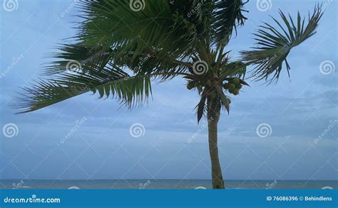 Palm Trees At Hurricane On The Raining Day Stock Photo Image Of