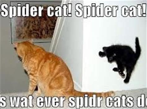 Browse famous spider quotes and sayings by the thousands and rate/share your favorites! Funny Quotes About Killing Spiders. QuotesGram