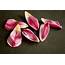Free Tulip Petals 1 Stock Photo  FreeImagescom