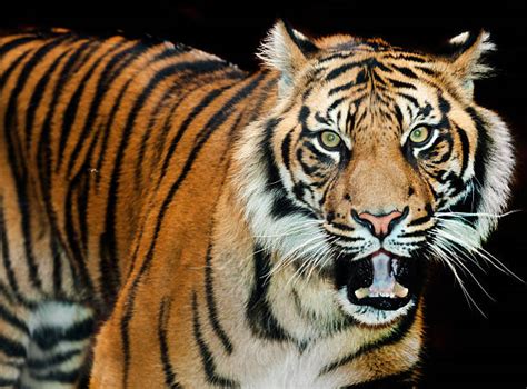 Best Snarling Tiger Stock Photos Pictures And Royalty Free Images Istock