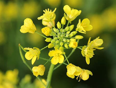 Mustard Flower Stock Photos Pictures And Royalty Free Images Istock