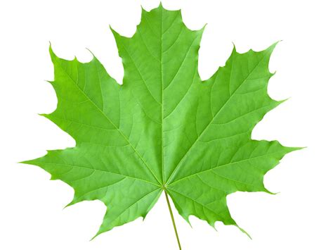 Free Maple Leaf Stock Photo