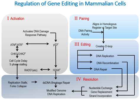 Ijms Free Full Text On The Origins Of Homology Directed Repair In Mammalian Cells