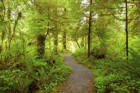 Pacific Northwest Forest Hiking Trail Stock Photo Image Of Woodlands