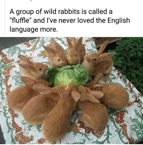 Rabbit Ramblings Funny Bunny Memes