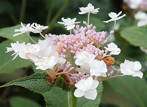 Hydrangea Blütenwunder Der Vielfalt Hydrangea Involucrata Plena
