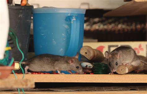 Common Warning Signs Of A Mouse Infestation Mice Mob Exterminators