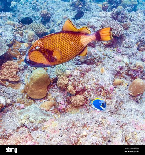 The Titan Triggerfish Balistoides Viridescens Maldives Stock Photo