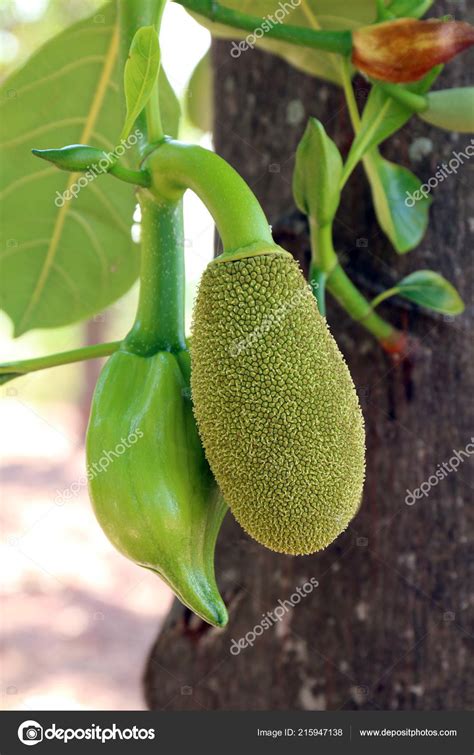 Jackfruit Small Jackfruit Jackfruit Tree — Stock Photo © Cgdeaw 215947138