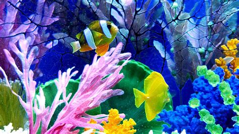 48 Animated Fish Aquarium Desktop Wallpapers Wallpape