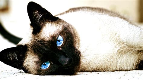 1920x1080 1920x1080 Cat Siamese Cats Animals Blue Eyes Wallpaper 