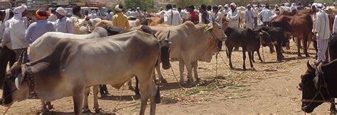 The Beef Ban Has Killed Cattle Markets Deepening Marathwadas Agrarian Crisis The Wire