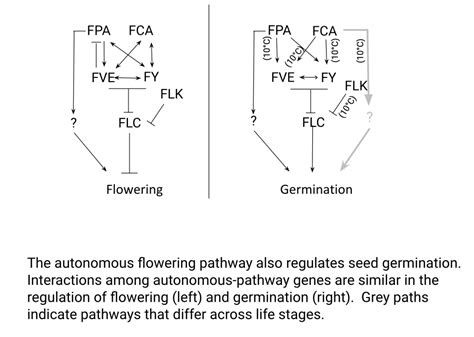 The Autonomous Flowering Time Pathway Pleiotropically Regulates Seed