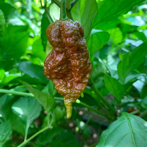 Big Black Mama Seeds From Bohica Pepper Hut