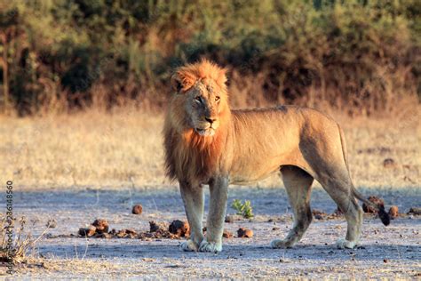 The Transvaal Lion Panthera Leo Krugeri Also Known As The Southeast