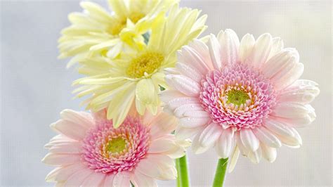 Download Wallpaper 2048x1152 Gerbera Flowers Bouquet Drop Freshness