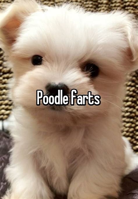Poodle Farts