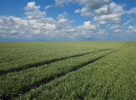 Agricultural Scene Green Wheat Field In Spring Stock Image Image Of