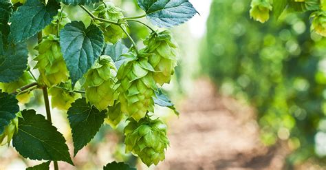 Easy Guide What Are Hops In Beer 2023 Atonce
