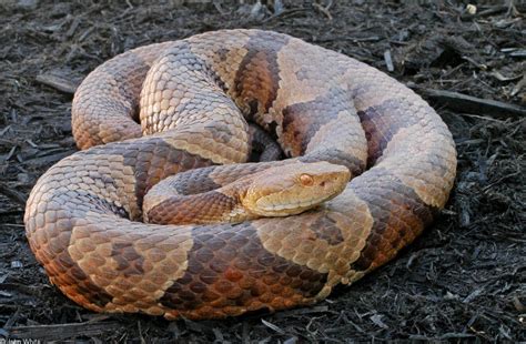 Northern Copperhead Snakes Wypr